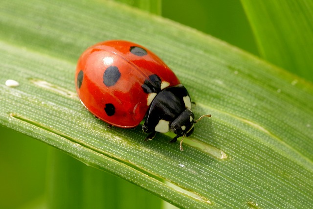 ladybug